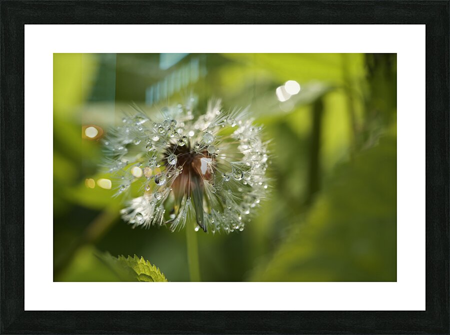 Dandelion with Droplets Picture Frame print