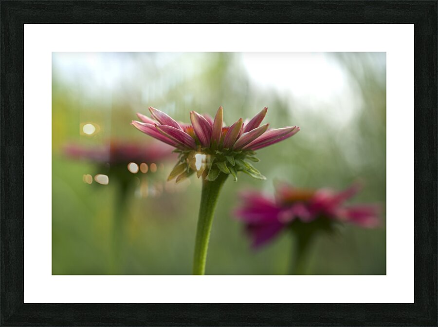 Coneflower Blooming Picture Frame print