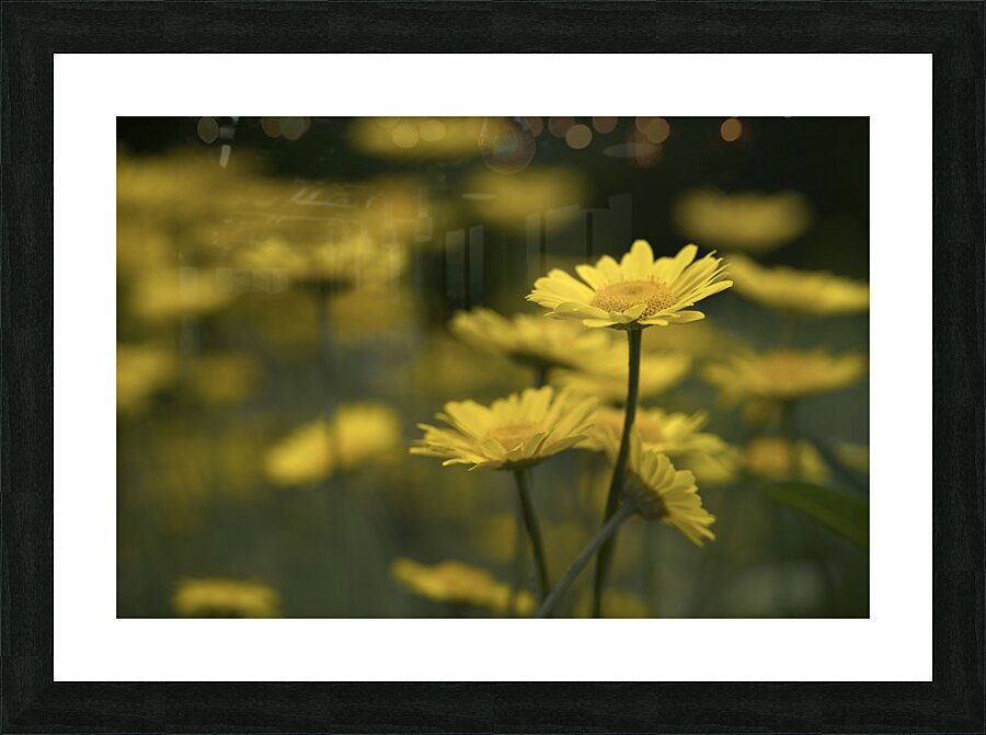 Field of Daisies Picture Frame print