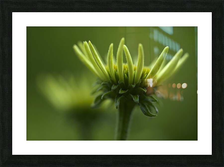 Blooming Coneflower Picture Frame print