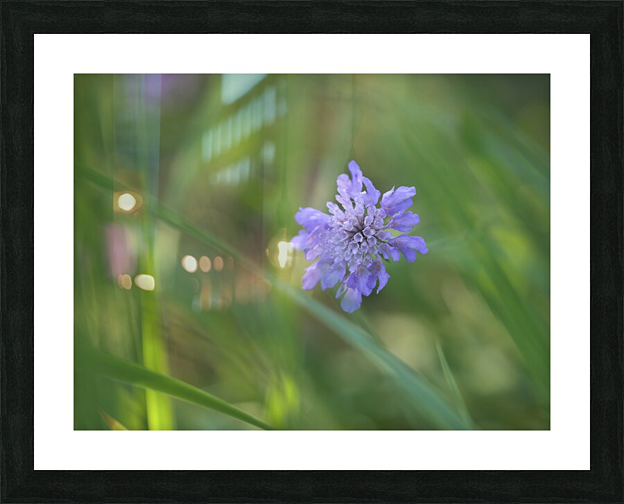 Butterfly Blue Picture Frame print