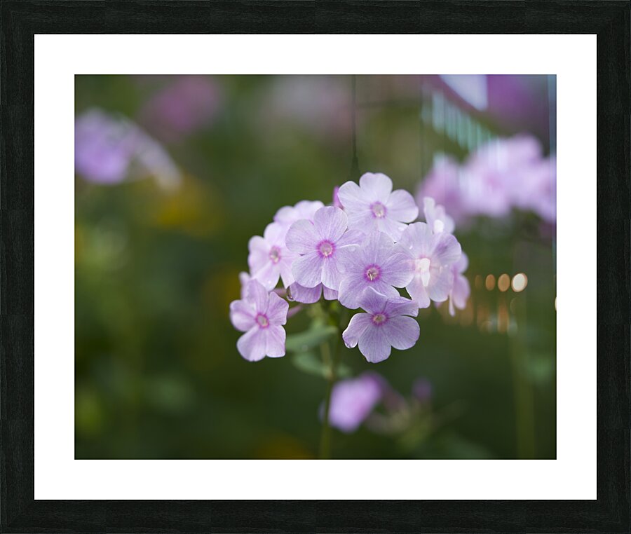 Delicate Ones Picture Frame print