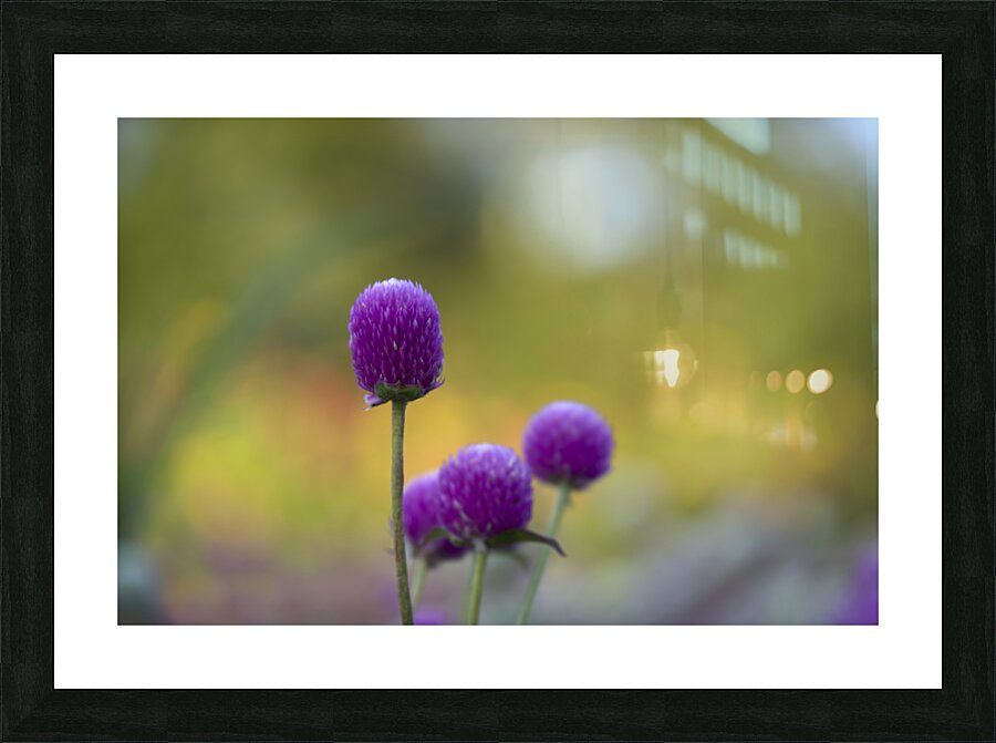 Globe Amaranth Picture Frame print