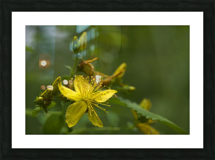 Goat Weed Picture Frame print