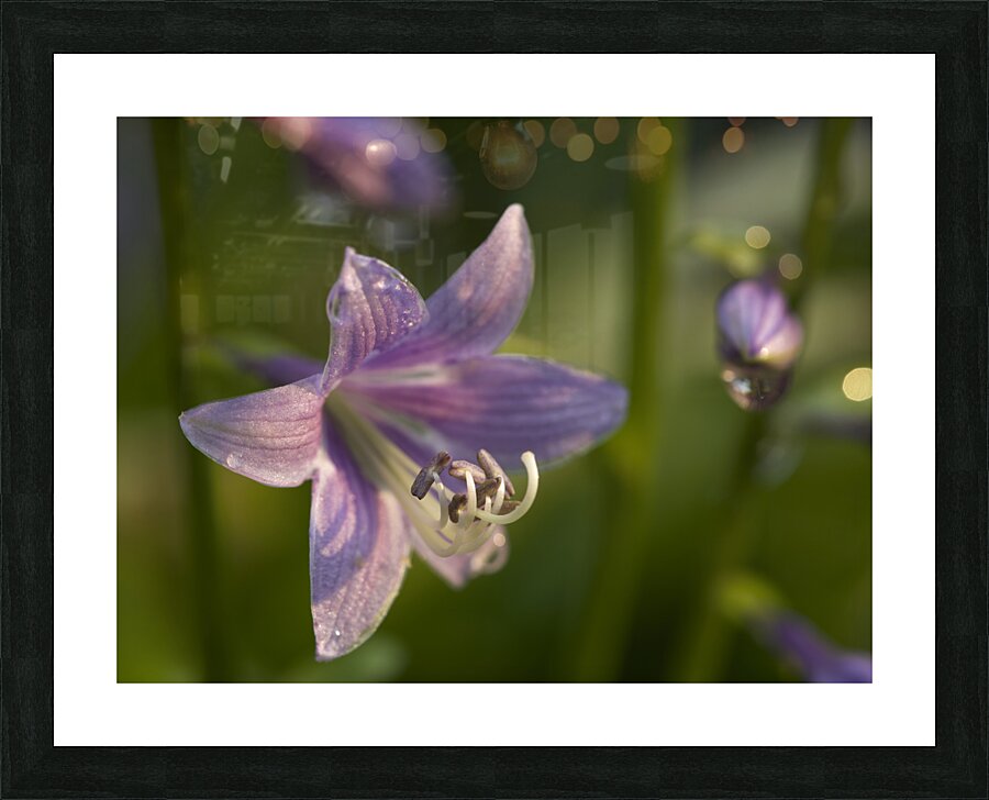 Hosta Flower Picture Frame print