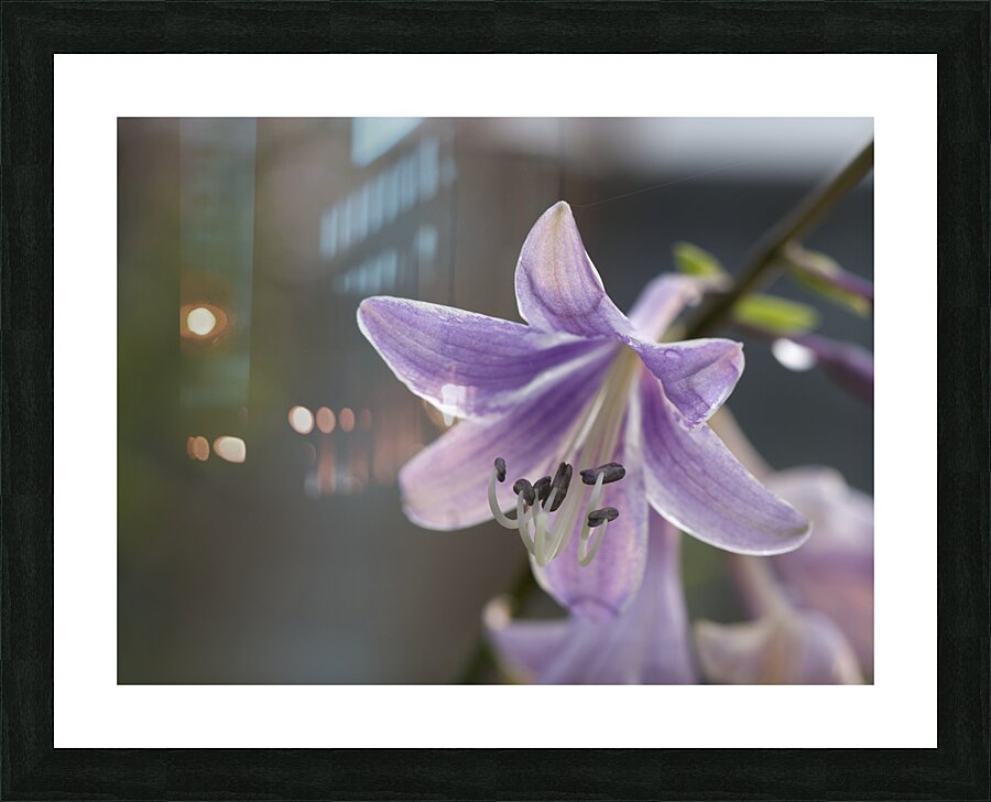 Hosta Closeup Picture Frame print