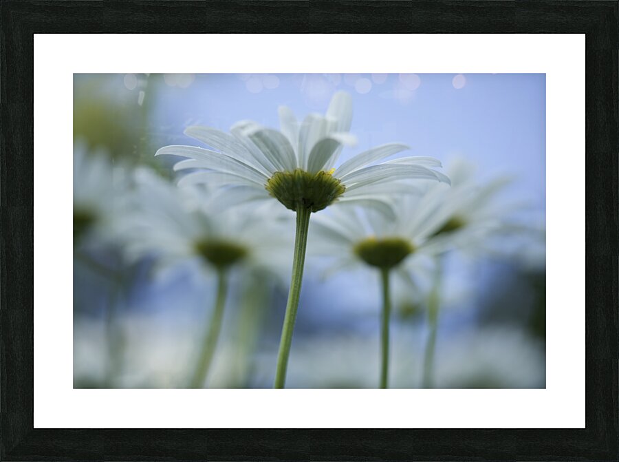 From Under Picture Frame print