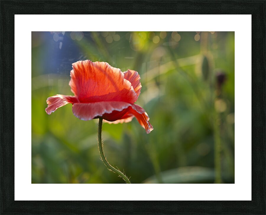 Color Burst Picture Frame print