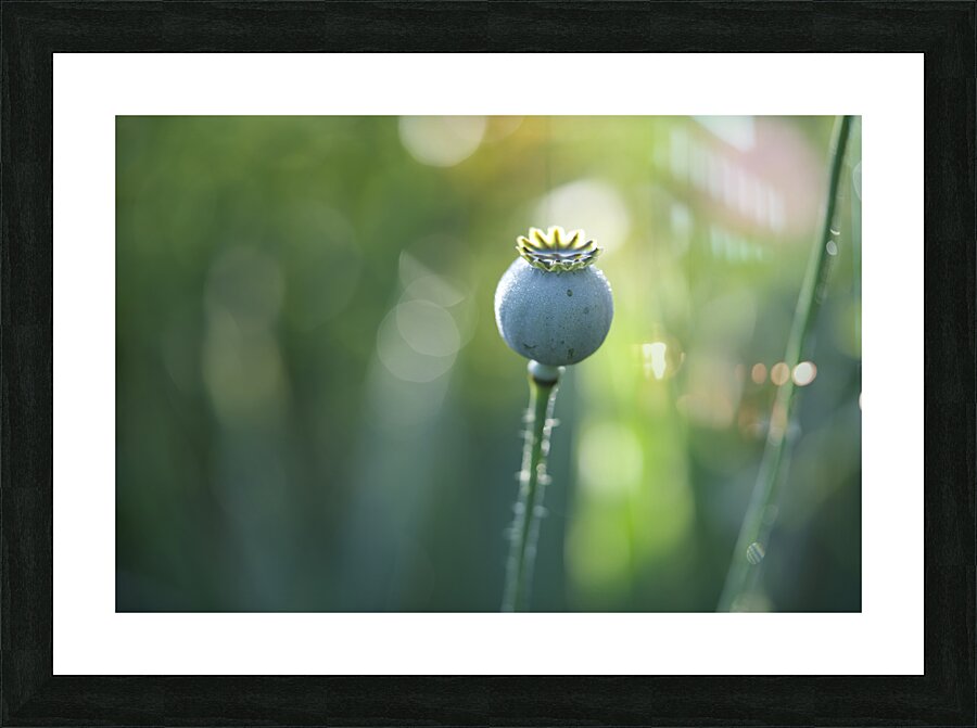 Opium Poppy Picture Frame print