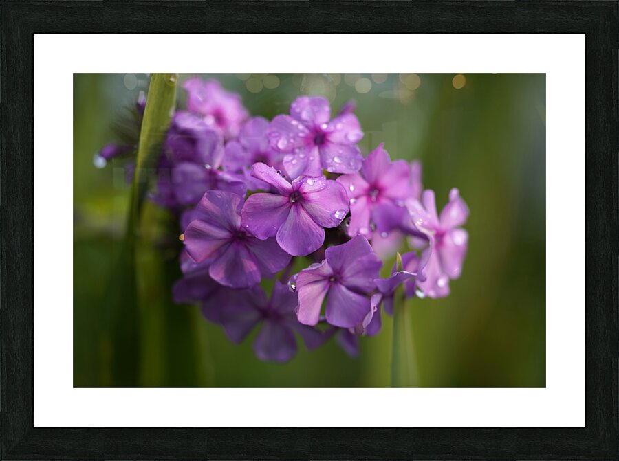 Purple Flame Picture Frame print