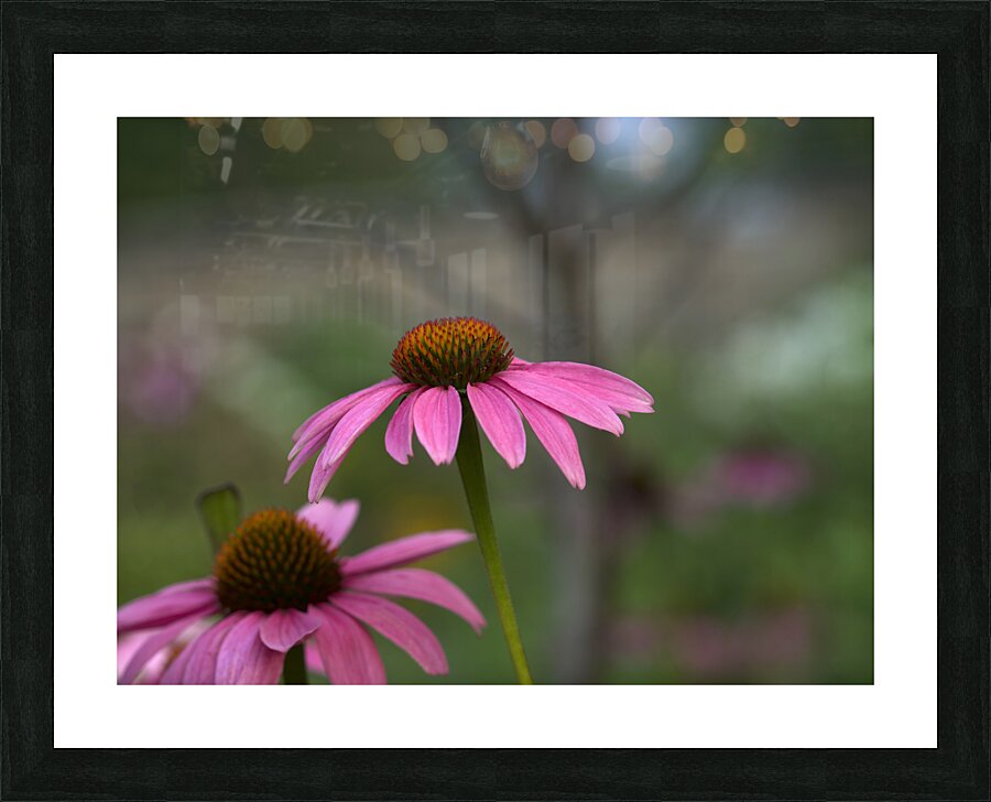 Ladies in Pink Picture Frame print