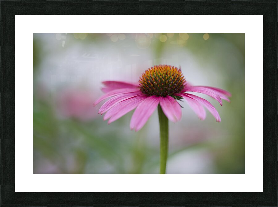 Pink Echinacea Picture Frame print