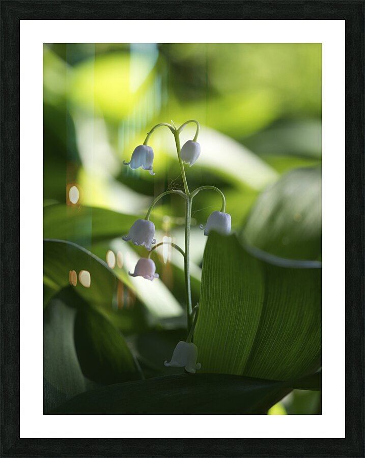 Muguet des Bois Picture Frame print