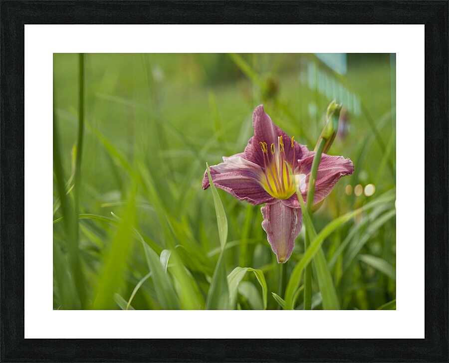 Pretty in Pink Picture Frame print