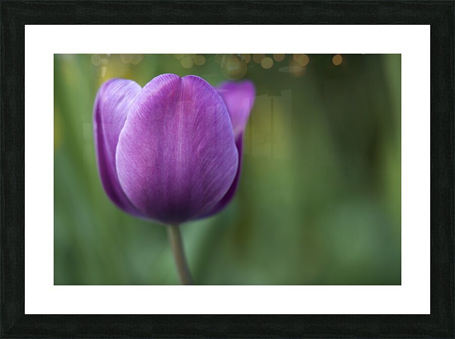 Plump Purple Tulip Picture Frame print