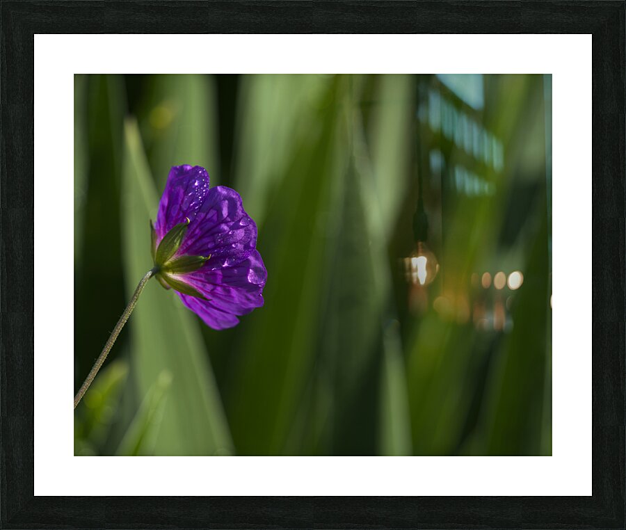 Purple Pretty Impression et Cadre photo