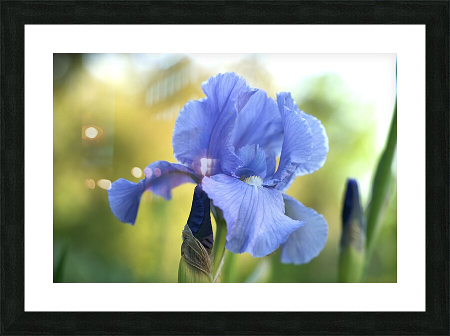 Lucky Devil Picture Frame print