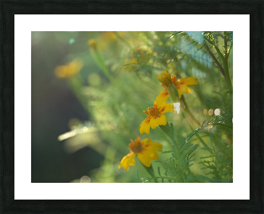 Wild Marigolds Impression et Cadre photo