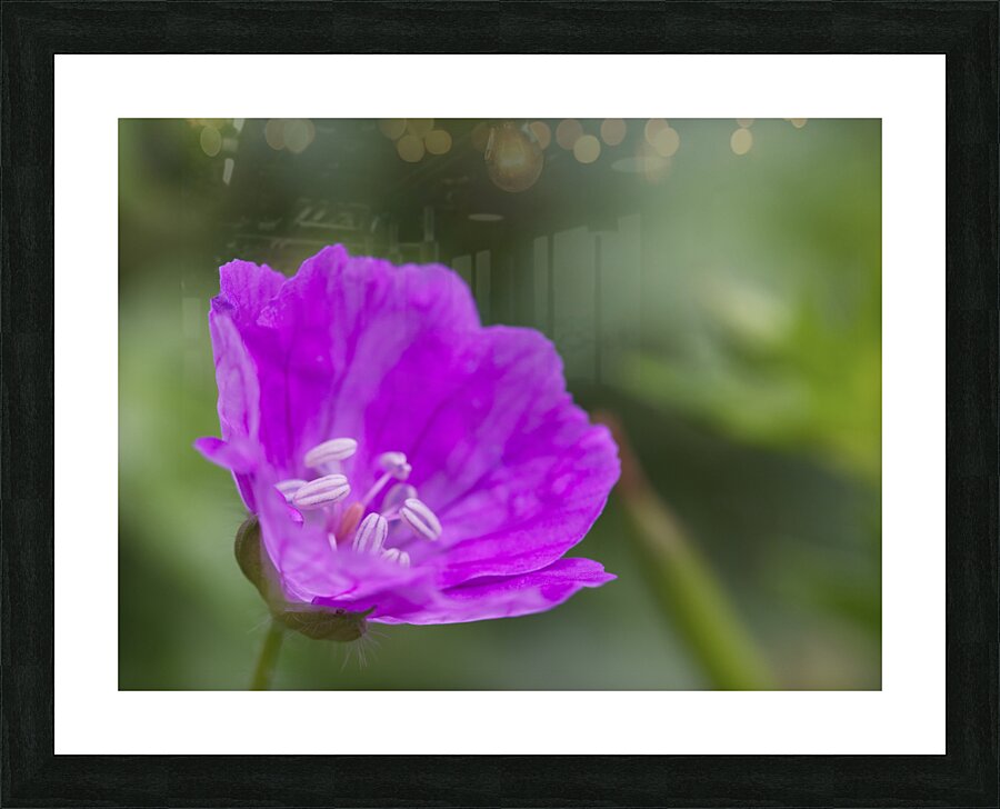 Wild One Picture Frame print