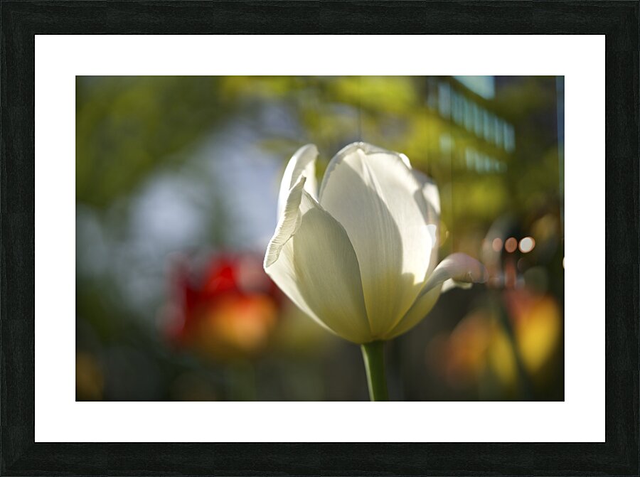 The Graceful Picture Frame print