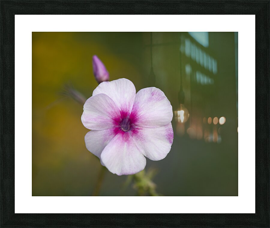 Summer Phlox Picture Frame print
