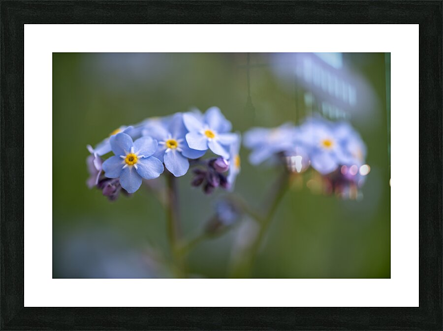 Scorption Grasses Picture Frame print