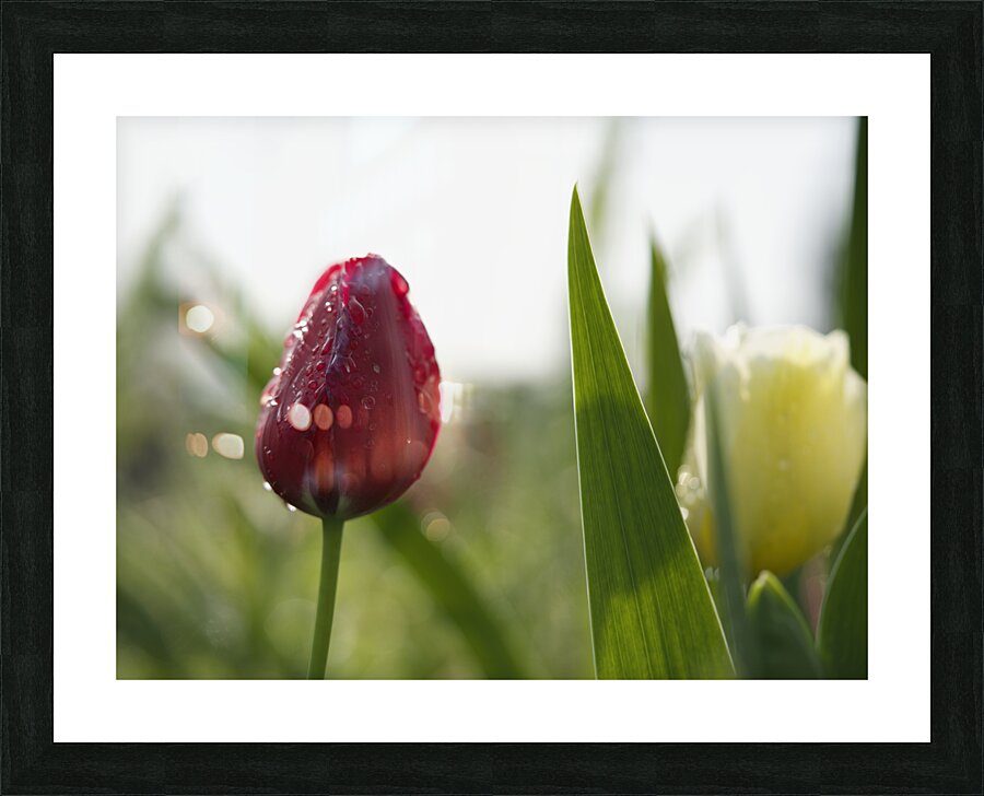 Red Beauty Picture Frame print