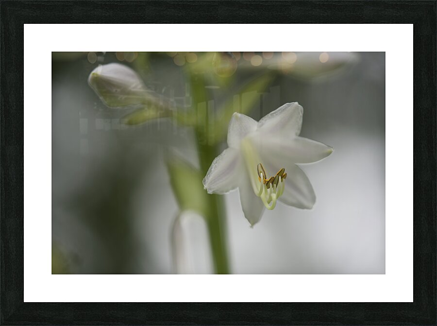 White Lily Picture Frame print
