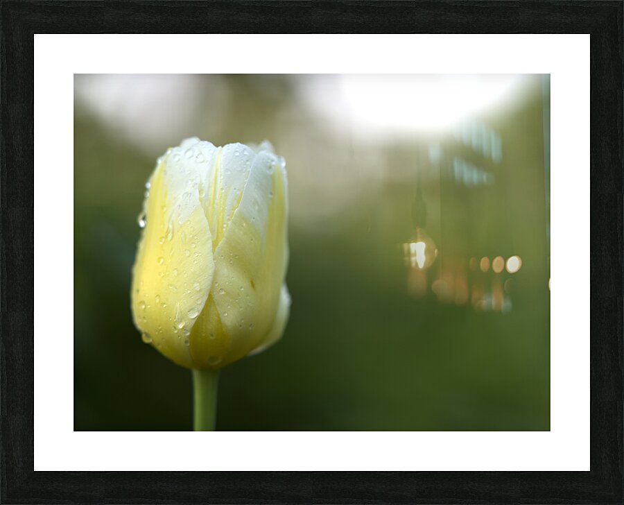 Yellow and White Tulip Picture Frame print