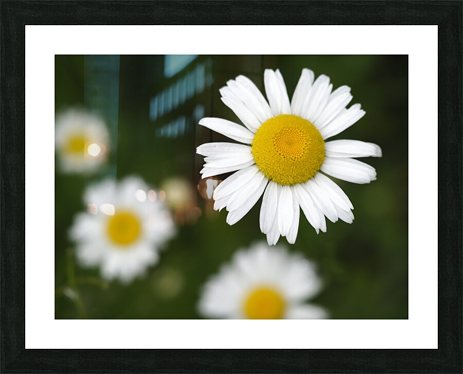 Common Daisies Impression et Cadre photo