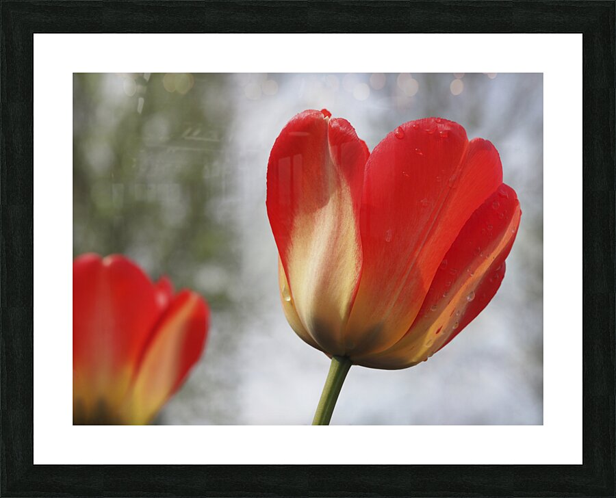 Leaning Tulip Picture Frame print