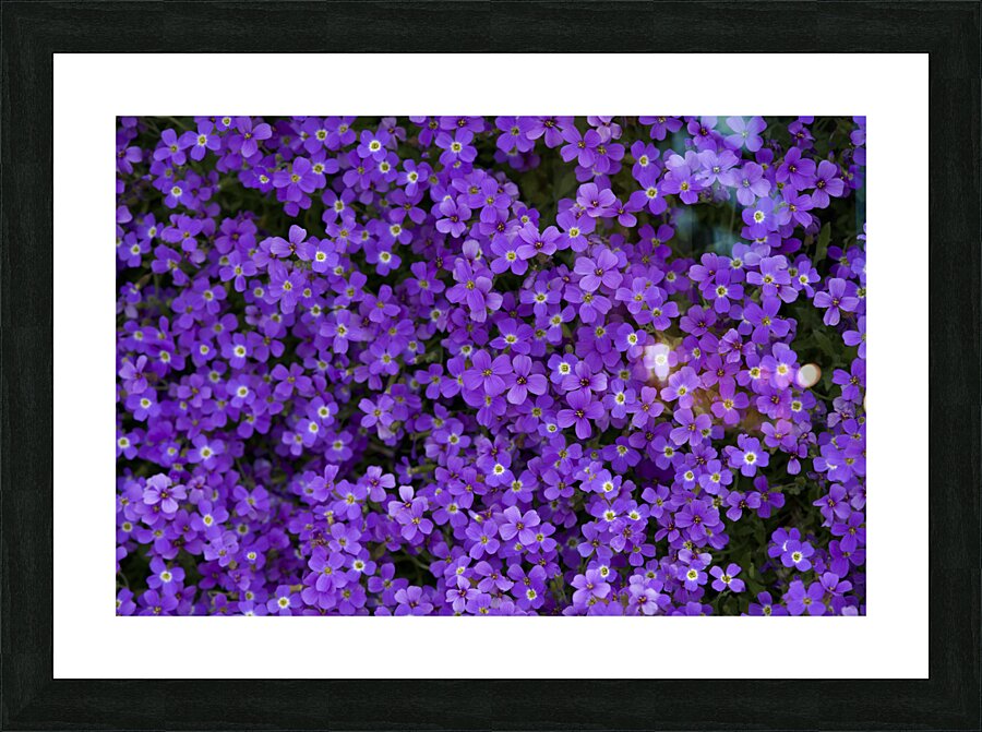 Purple Groundcover Picture Frame print