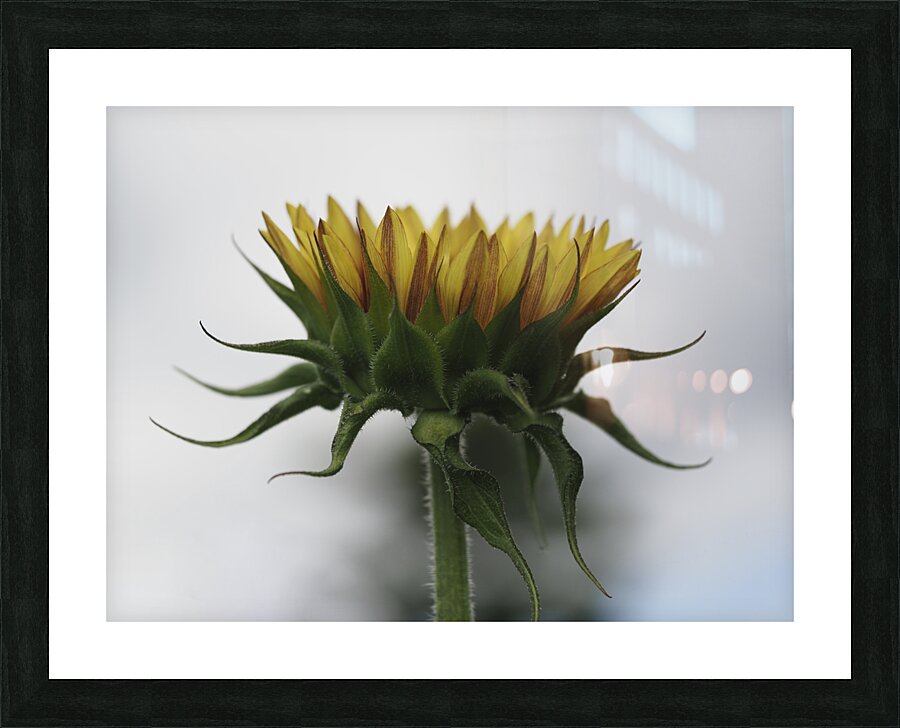 Sunflower Side View Picture Frame print