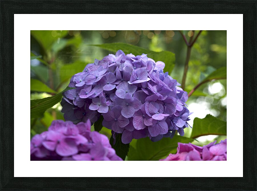 Purple Hydrangea Picture Frame print