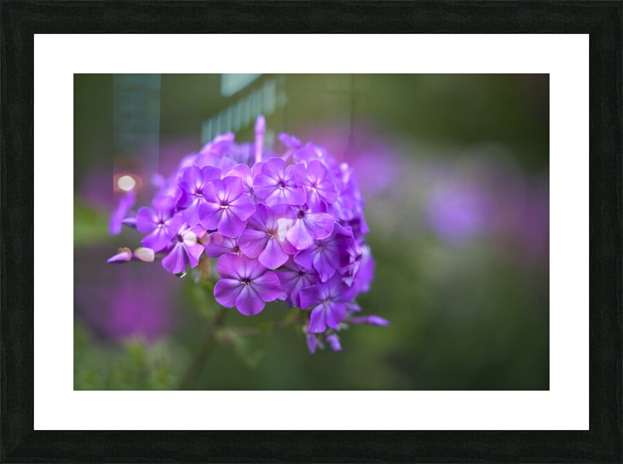 Pretty Purple Bouquet Picture Frame print