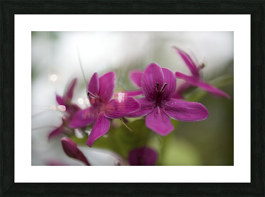 Shooting Star Picture Frame print
