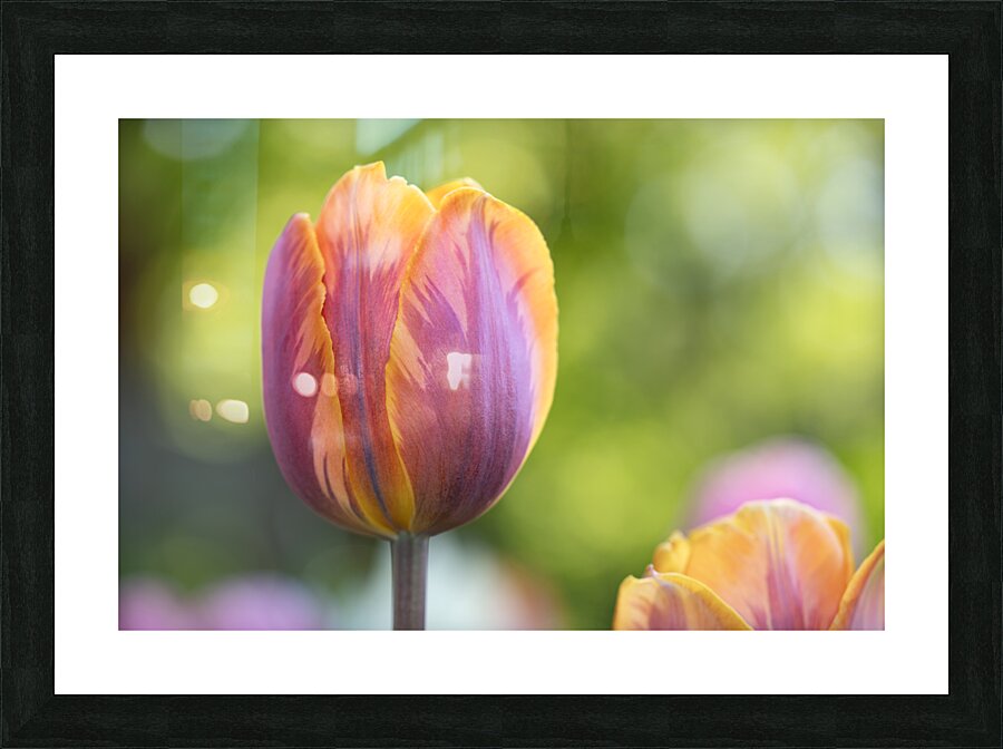 Pastel Garden Tulip Picture Frame print