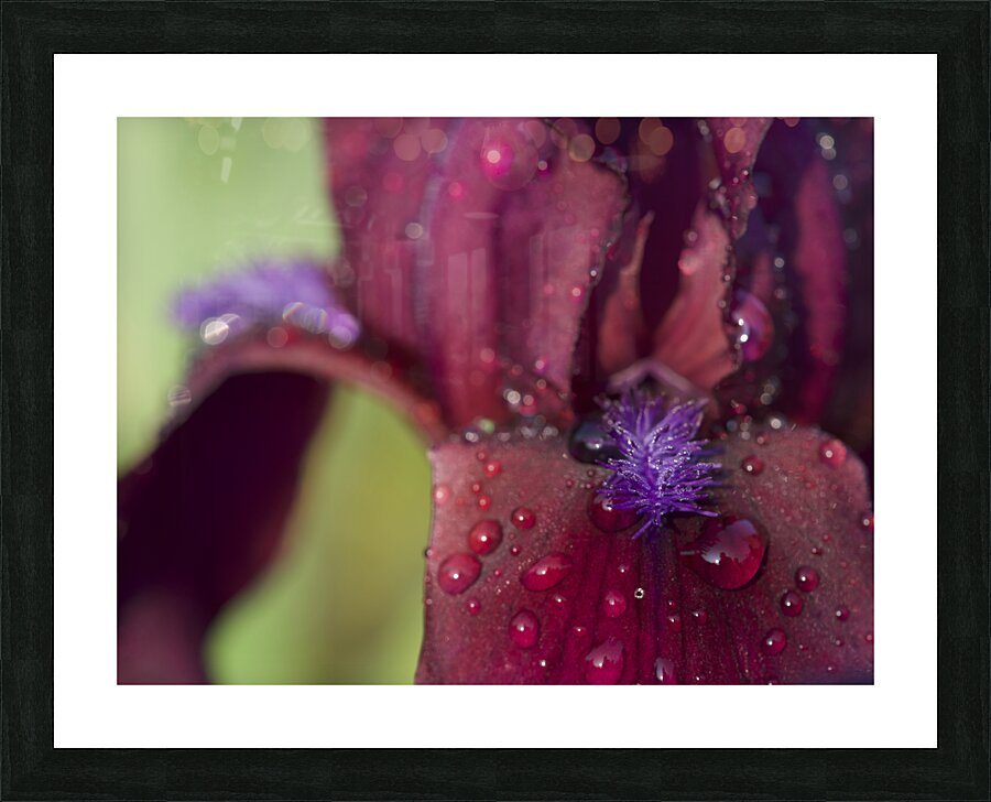 Purple Beard Picture Frame print