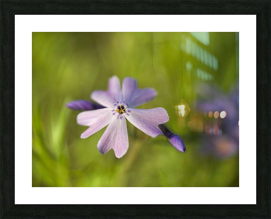 Vibrant Moss Phlox Picture Frame print