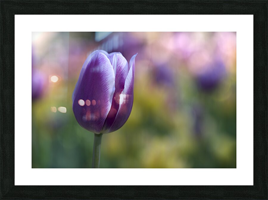 The Purple One Picture Frame print