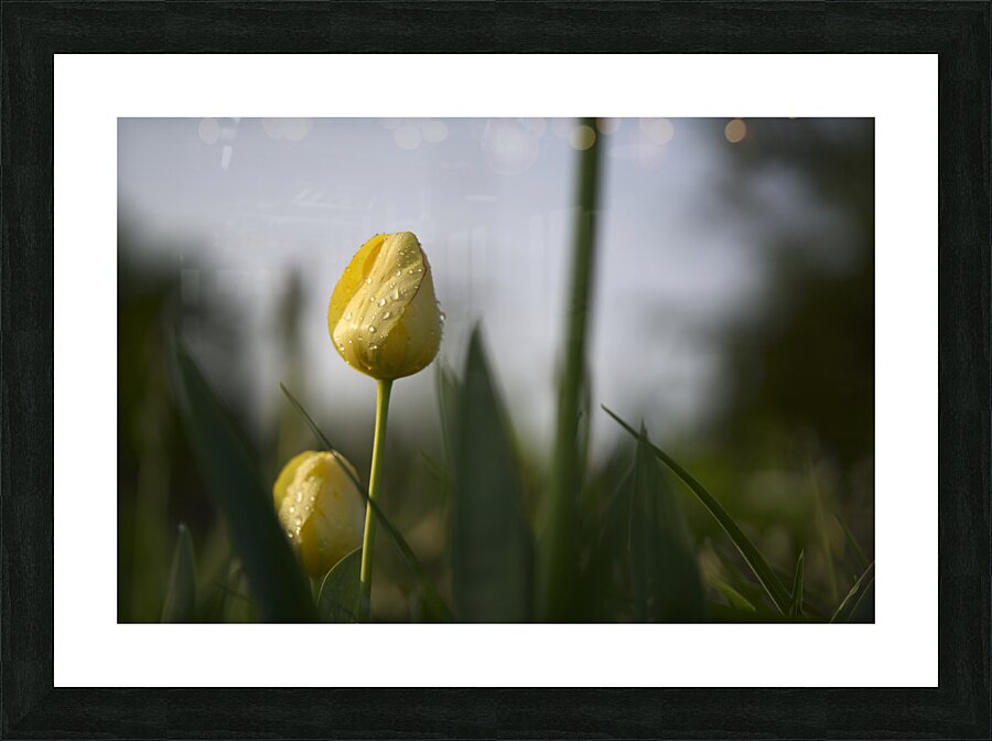 Dreamy Beauty Picture Frame print