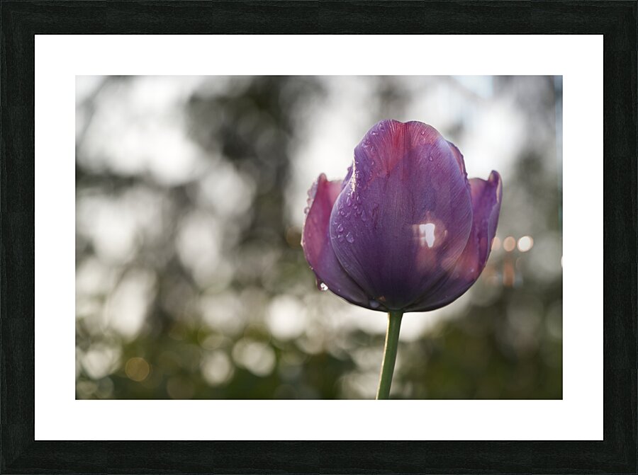 Purply Blue Beauty Picture Frame print
