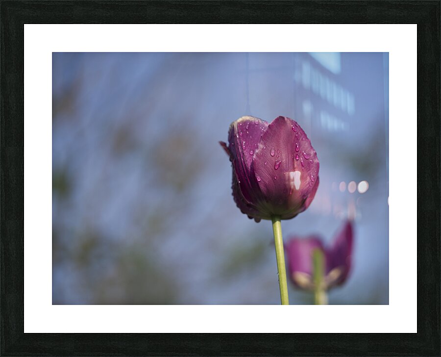 Lady in Purple Picture Frame print