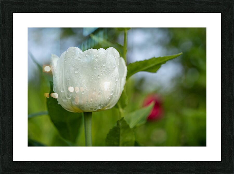 The Plumpy One Impression et Cadre photo