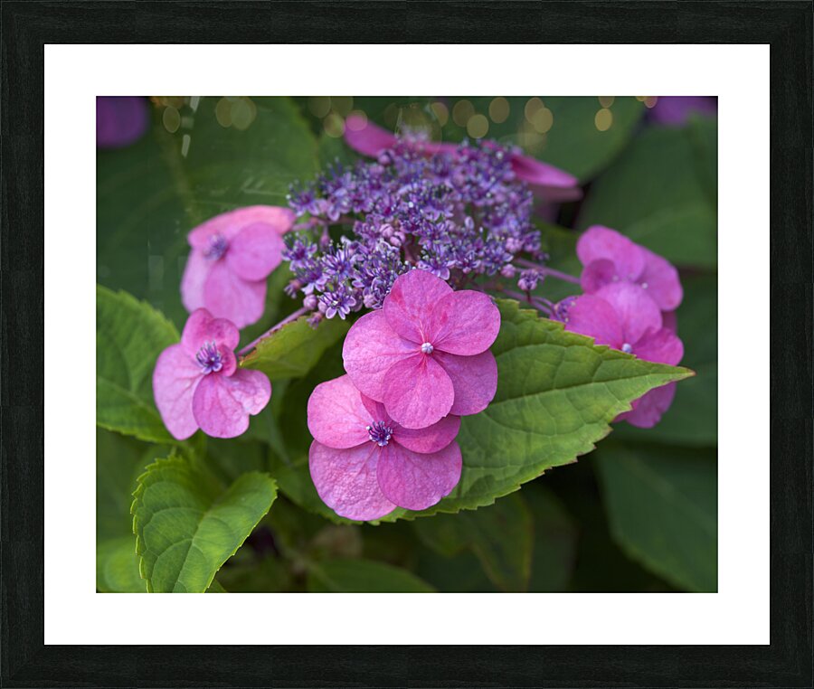 Showy Ladies Picture Frame print