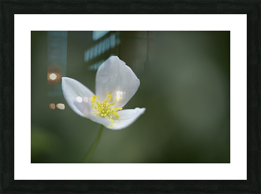 Lady in White Picture Frame print