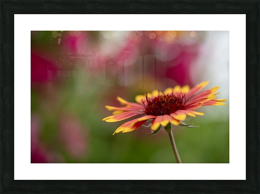 Blanket Flower Picture Frame print
