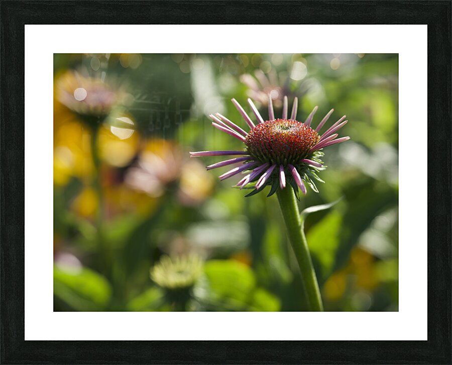 Early Morning Beauty Picture Frame print