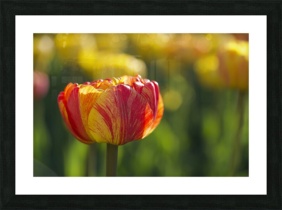 The Lovely One Picture Frame print