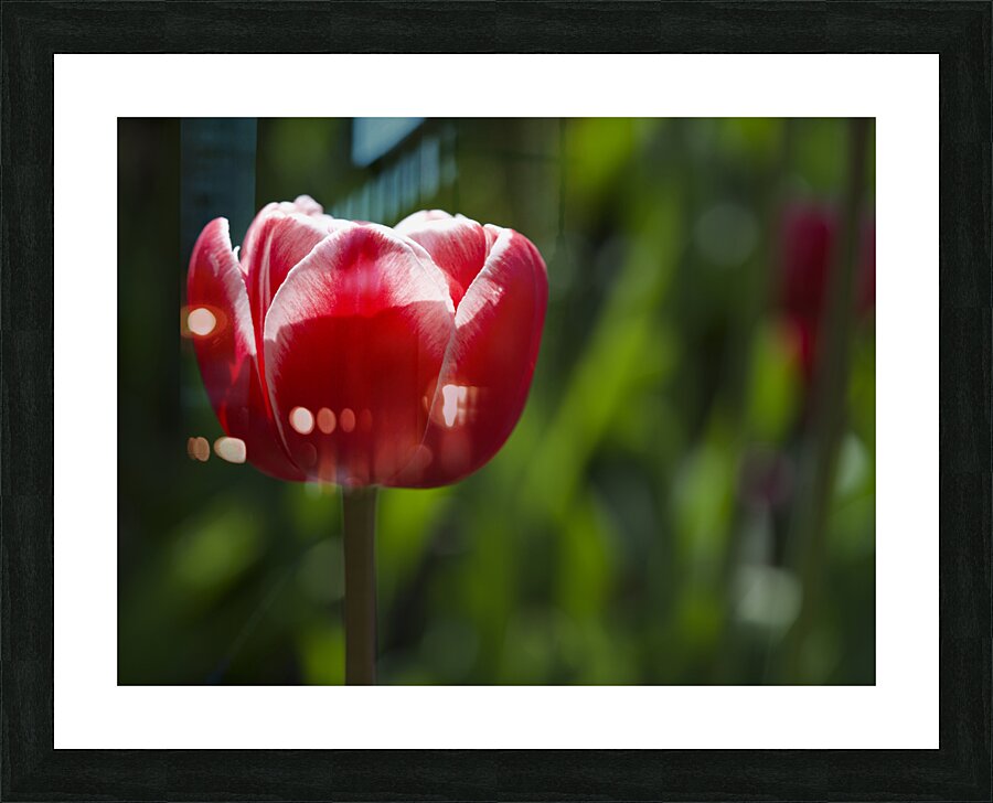 Pretty One Picture Frame print